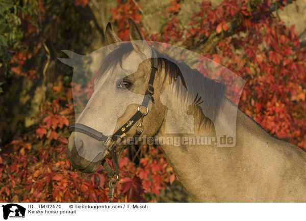 Kinsky horse portrait / TM-02570