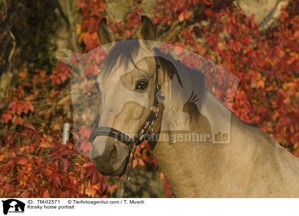 Kinsky horse portrait / TM-02571