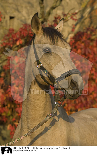 Kinsky horse portrait / TM-02572