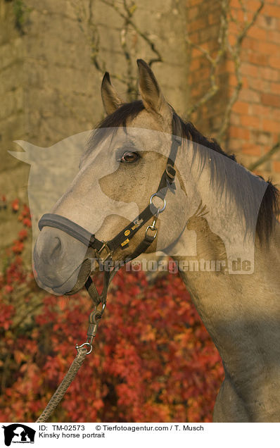 Kinsky horse portrait / TM-02573