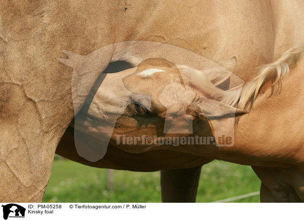 Kinsky foal / PM-05258