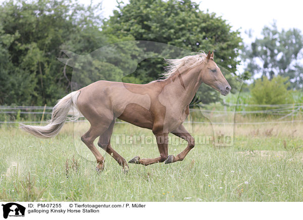galloping Kinsky Horse Stallion / PM-07255