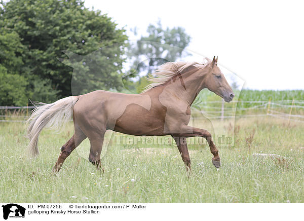 galloping Kinsky Horse Stallion / PM-07256