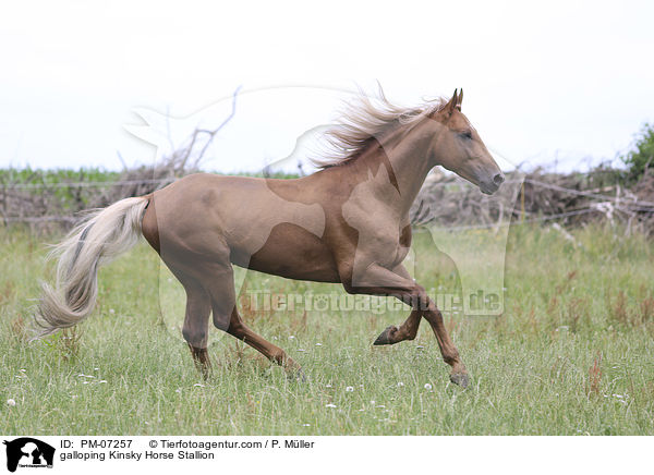 galloping Kinsky Horse Stallion / PM-07257