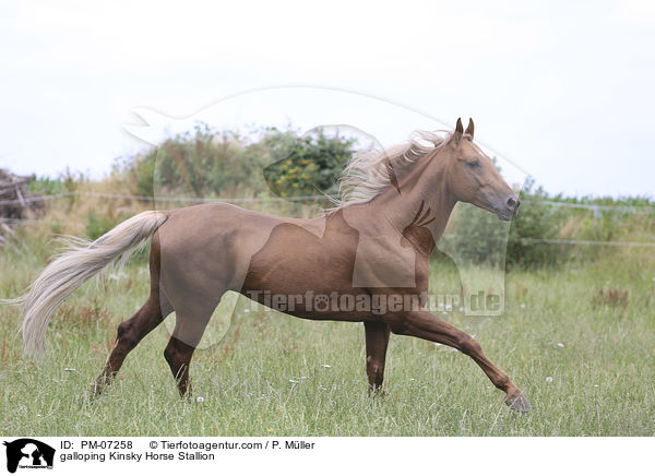 galloping Kinsky Horse Stallion / PM-07258