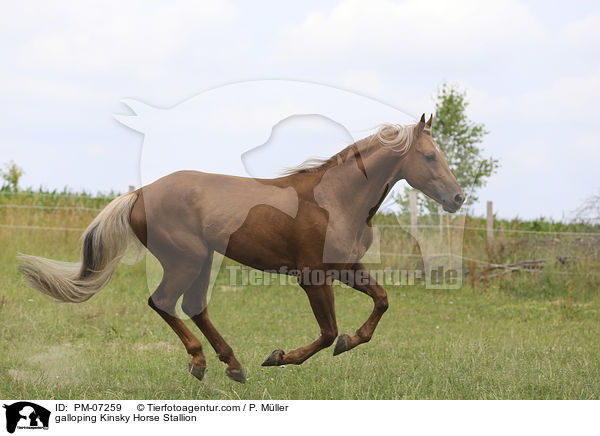 galloping Kinsky Horse Stallion / PM-07259