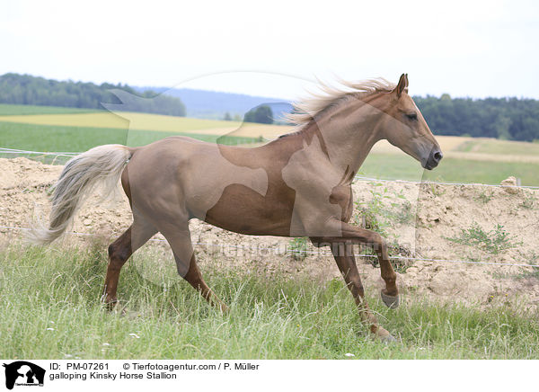 galloping Kinsky Horse Stallion / PM-07261