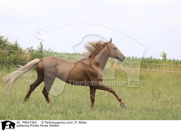 galloping Kinsky Horse Stallion / PM-07263