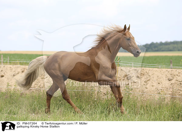galloping Kinsky Horse Stallion / PM-07264