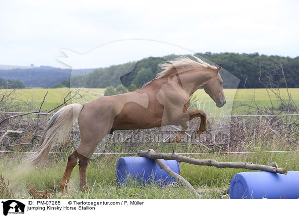 jumping Kinsky Horse Stallion / PM-07265