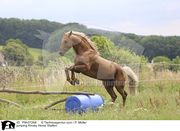 jumping Kinsky Horse Stallion / PM-07266