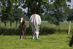 Kladruber horse with foal