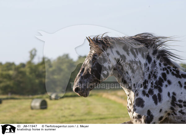 knabstrup horse in summer / JM-11947