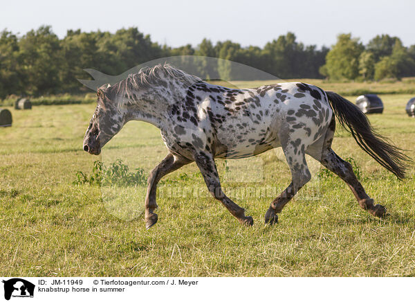 knabstrup horse in summer / JM-11949
