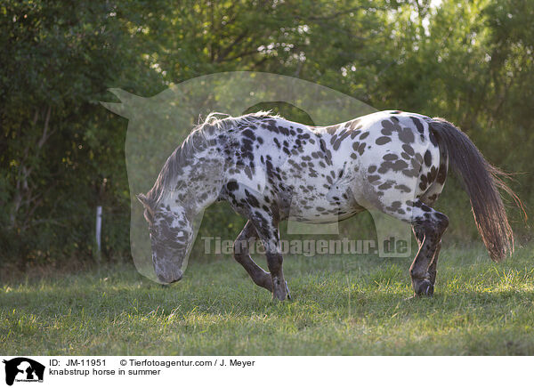knabstrup horse in summer / JM-11951