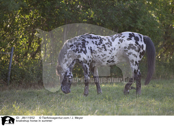 knabstrup horse in summer / JM-11952