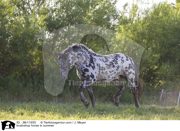 knabstrup horse in summer / JM-11955