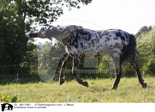 knabstrup horse in summer / JM-11961