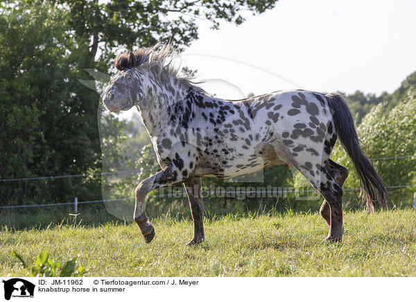 knabstrup horse in summer / JM-11962