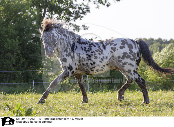 knabstrup horse in summer / JM-11963