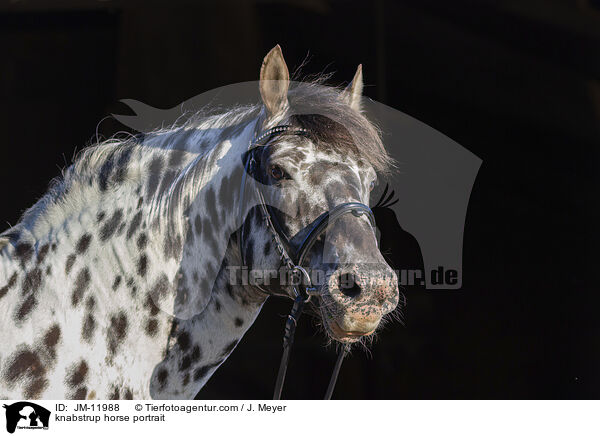 knabstrup horse portrait / JM-11988