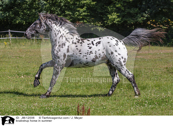 knabstrup horse in summer / JM-12006