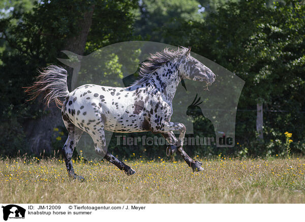 knabstrup horse in summer / JM-12009