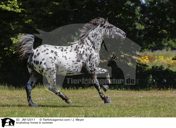 knabstrup horse in summer / JM-12011