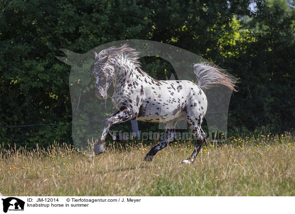 knabstrup horse in summer / JM-12014
