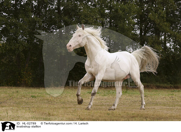 knabstrup stallion / HL-02789