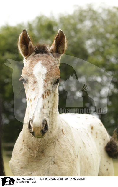 knabstrup foal / HL-02801