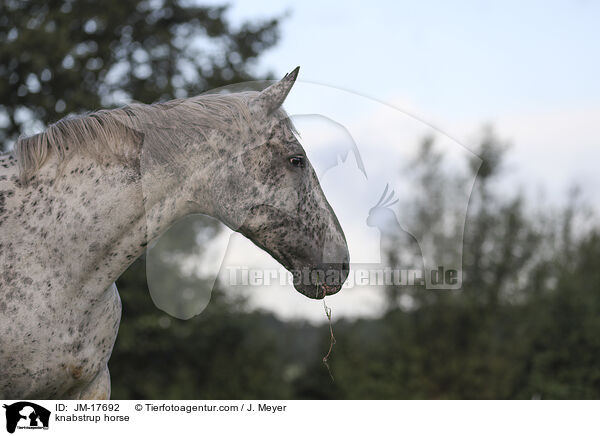 knabstrup horse / JM-17692