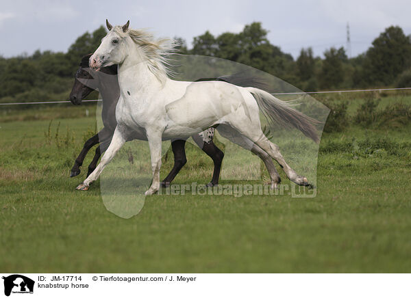 knabstrup horse / JM-17714