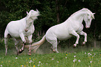 fighting Knabstrup Horses