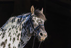 knabstrup horse portrait