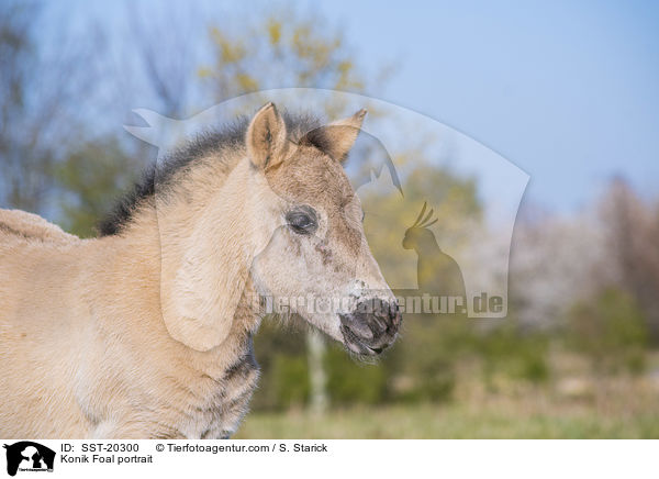 Konik Foal portrait / SST-20300