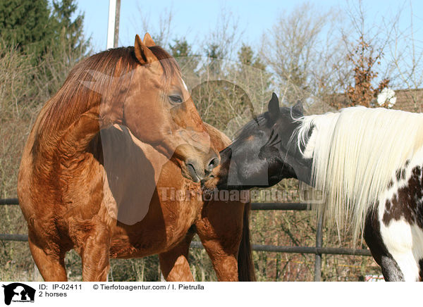 2 horses / IP-02411