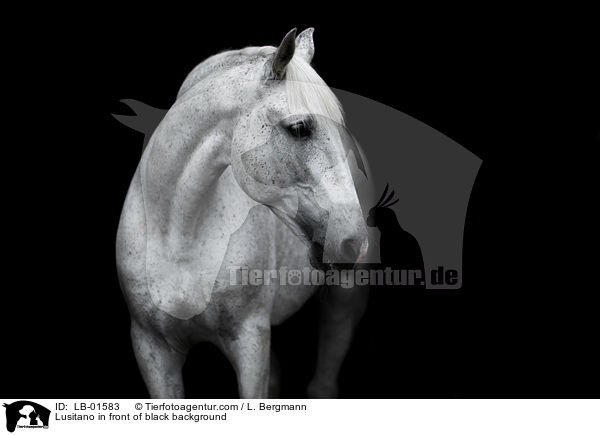 Lusitano in front of black background / LB-01583