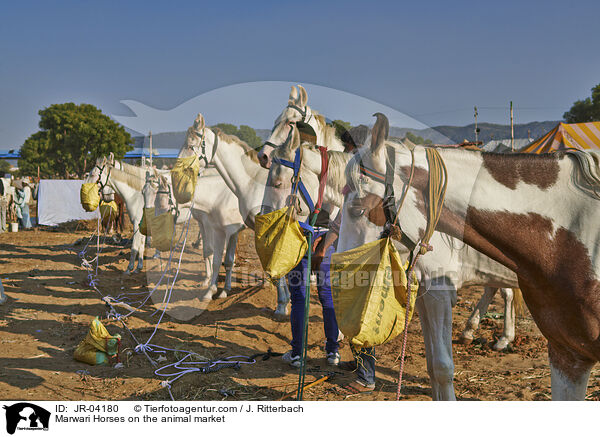 Marwari Horses on the animal market / JR-04180