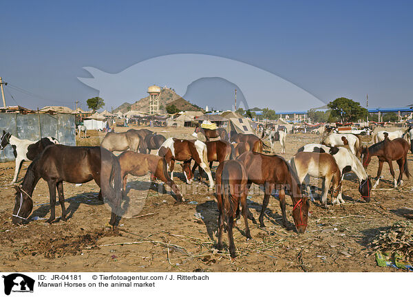 Marwari Horses on the animal market / JR-04181