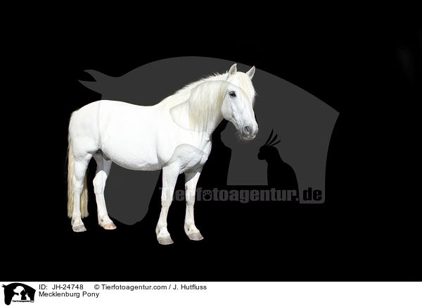 Mecklenburg Pony / JH-24748