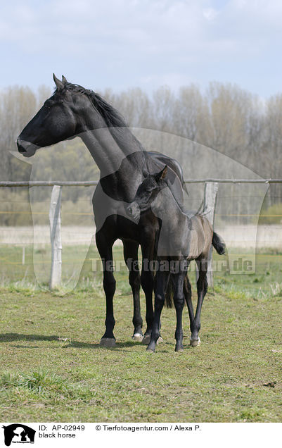 black horse / AP-02949