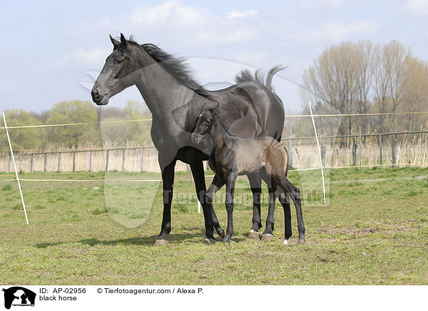 black horse / AP-02956