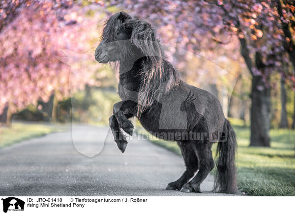 rising Mini Shetland Pony / JRO-01418