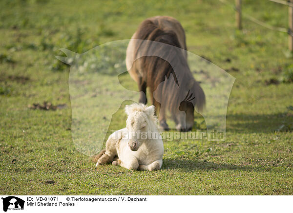 Mini Shetland Ponies / VD-01071