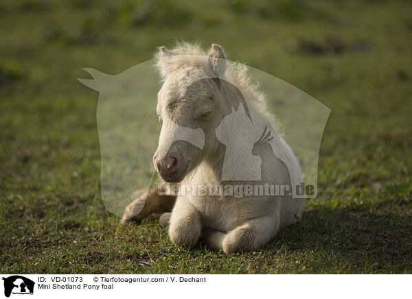 Mini Shetland Pony foal / VD-01073
