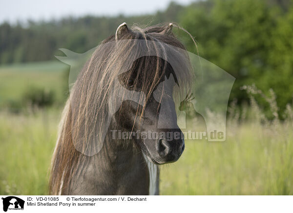 Mini Shetland Pony in summer / VD-01085