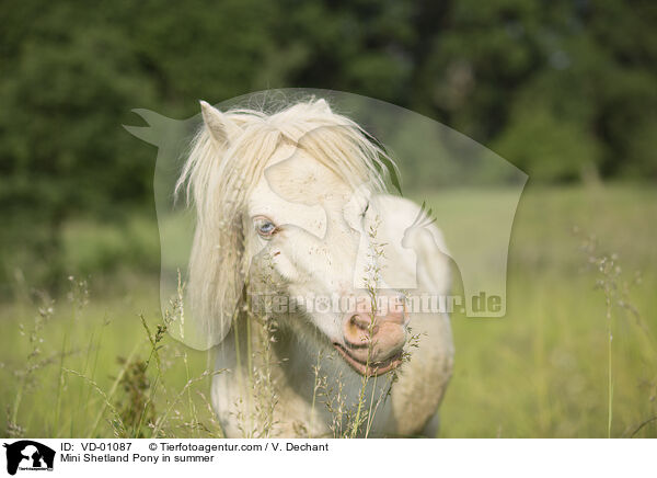 Mini Shetland Pony in summer / VD-01087