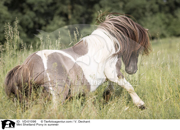 Mini Shetland Pony in summer / VD-01096