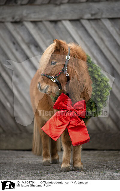 Miniature Shetland Pony / VJ-04701